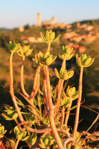 Le torri di Serravalle Pistoiese viste tra la vegetazione